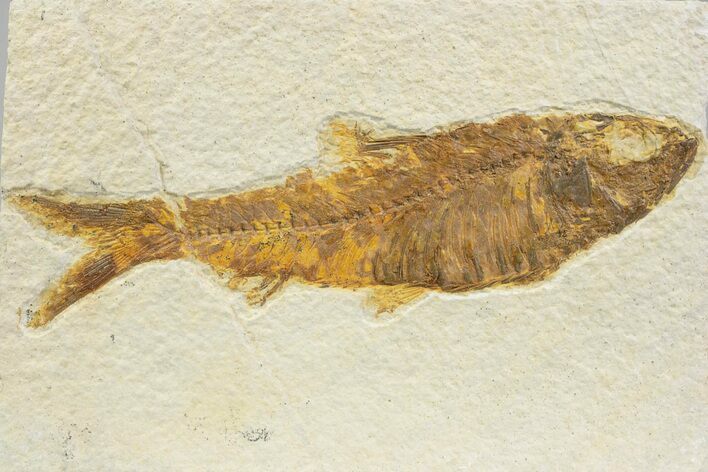 Detailed Fossil Fish (Knightia) - Wyoming #373664